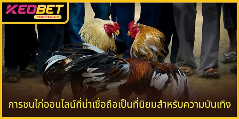 การเดิมพันไก่ชนออนไลน์ที่น่าเชื่อถือได้รับความนิยมเพื่อความบันเทิง