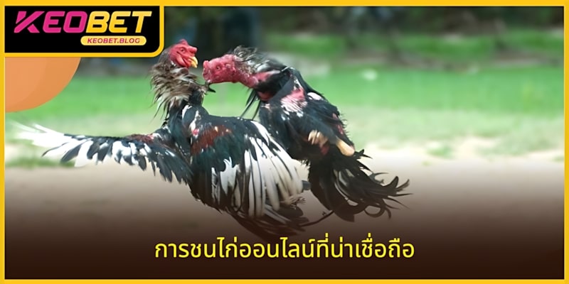 การเดิมพันไก่ชนออนไลน์ที่น่าเชื่อถือ KEOBET แพลตฟอร์มความบันเทิงอันดับ 1 ปัจจุบัน