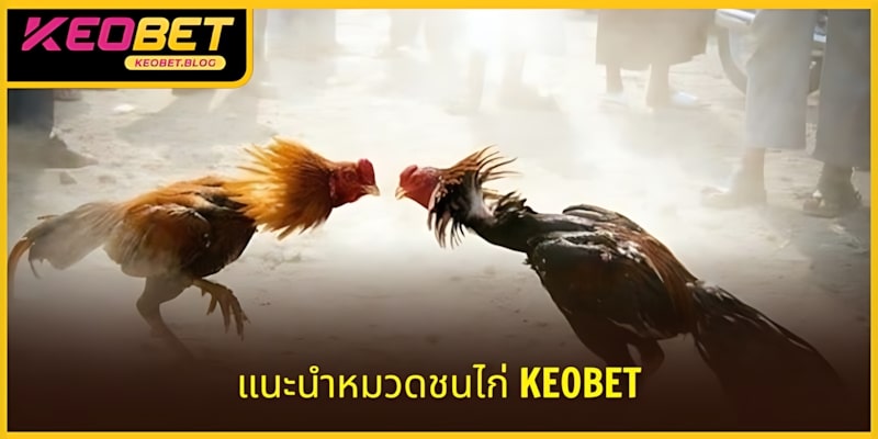 ชนไก่ KEOBET - หมวดความบันเทิงเชื่อถือได้ คุณภาพสูง