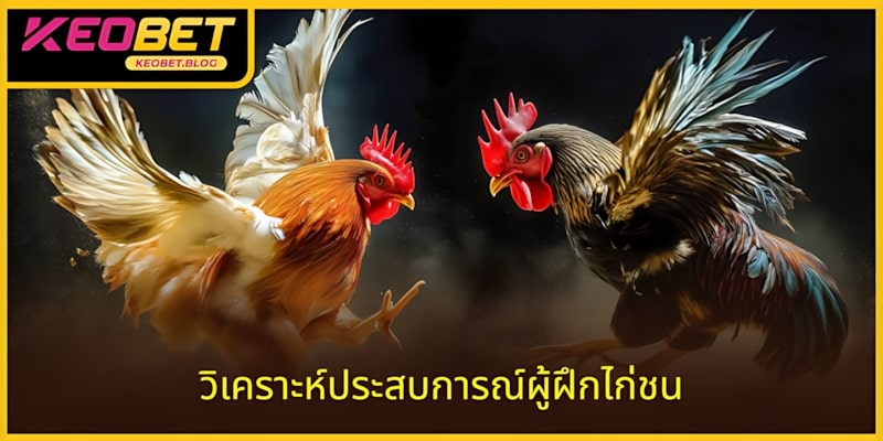 วิเคราะห์ประสบการณ์ชนไก่ผู้ฝึกไก่เพื่อทายผลแม่น
