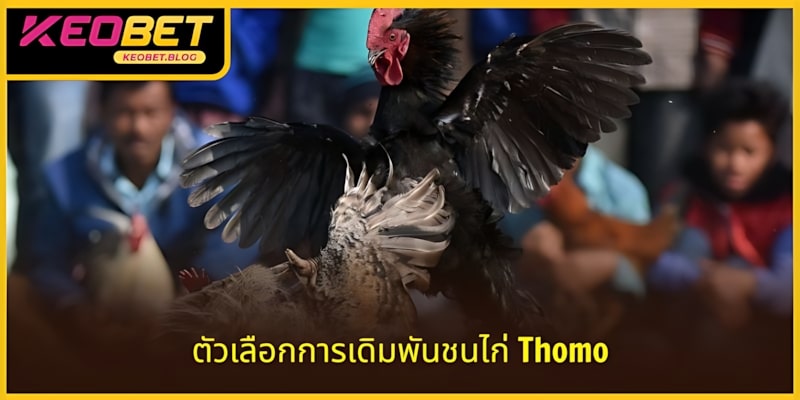 การเดิมพันที่น่าประทับใจใน Thomo