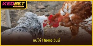 ไก่ชนโทโมวันนี้ - สนามเด็กเล่นที่รวบรวมไก่ชนชั้นยอด