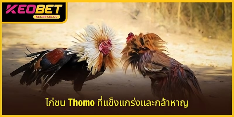 รีวิวไก่ชนสายพันธุ์โทโมที่รวบรวมไว้ที่นี่