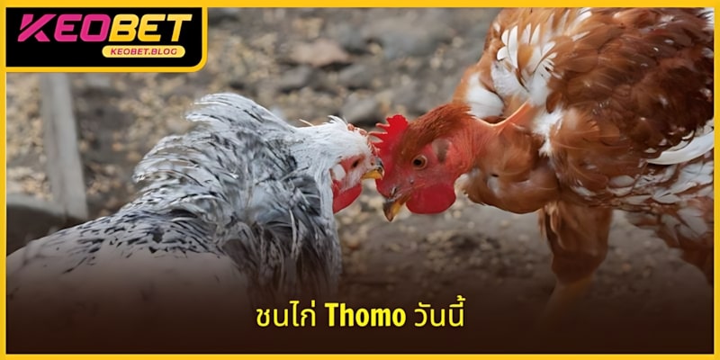 ไก่ชนโทโมวันนี้ - สนามเด็กเล่นที่รวบรวมไก่ชนชั้นยอด