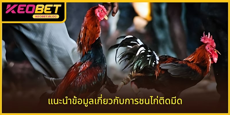 การชนไก่ด้วยเดือยเคโอเบ็ทเกี่ยวกับการชนไก่ด้วยเดือย