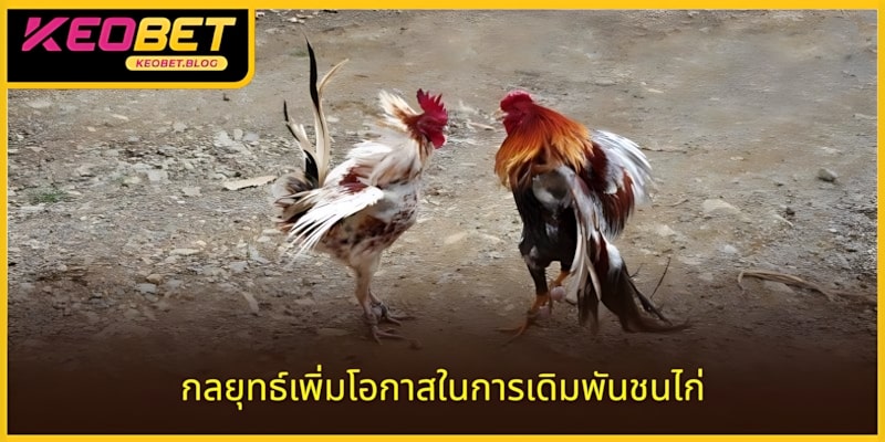 กลยุทธ์เพิ่มโอกาสในการเดิมพันไก่ชนด้วยมีด