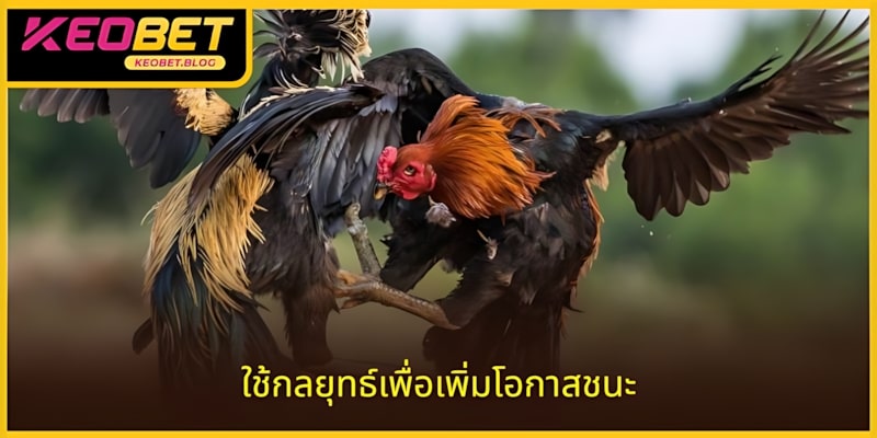กลยุทธ์ที่ใช้เพื่อเพิ่มโอกาสชนะการชนไก่