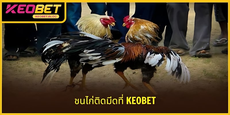 การชนไก่ด้วยเดือยเคโอเบ็ท - แผนกแข่งขันที่มีแมตช์สุดตระการตา