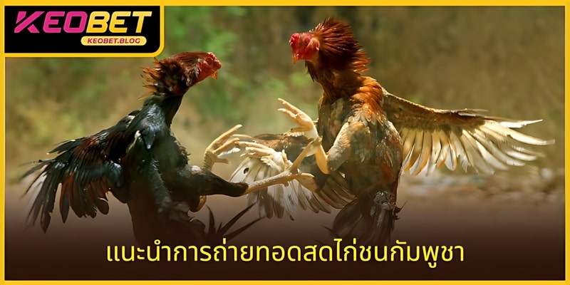 ถ่ายทอดสดไก่ชนกัมพูชาจัดการแข่งขันขนาดใหญ่และเข้มข้น