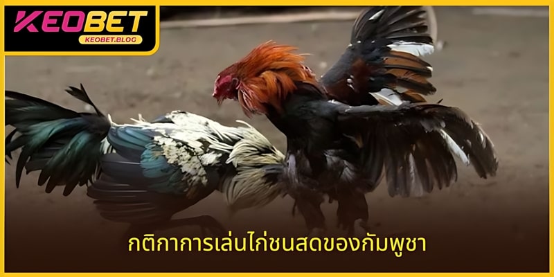 กฎการเล่นที่ควรทราบในถ่ายทอดสดไก่ชนกัมพูชา