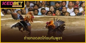 ถ่ายทอดสดไก่ชนกัมพูชา: กีฬาชนไก่ชั้นยอด 2025