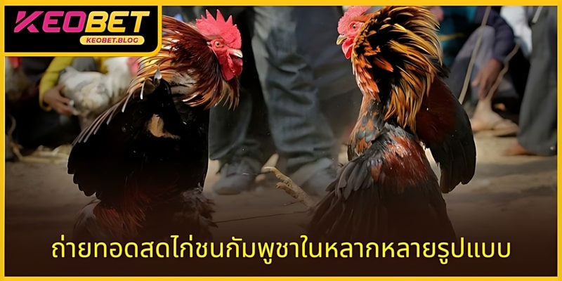 ไก่ชนกัมพูชามีหลายรูปแบบ น่าตื่นเต้นสุด ๆ