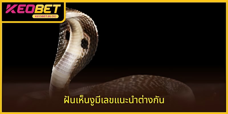 แต่ละลางสังหรณ์เกี่ยวกับงูมีเลขนำโชคที่แตกต่างกัน