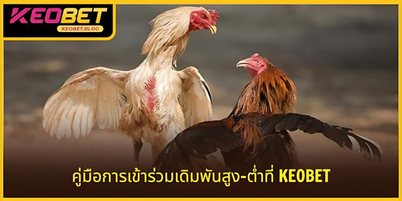 การศึกษาราคาต่อรองไก่ชนช่วยเพิ่มกลยุทธ์การเดิมพัน