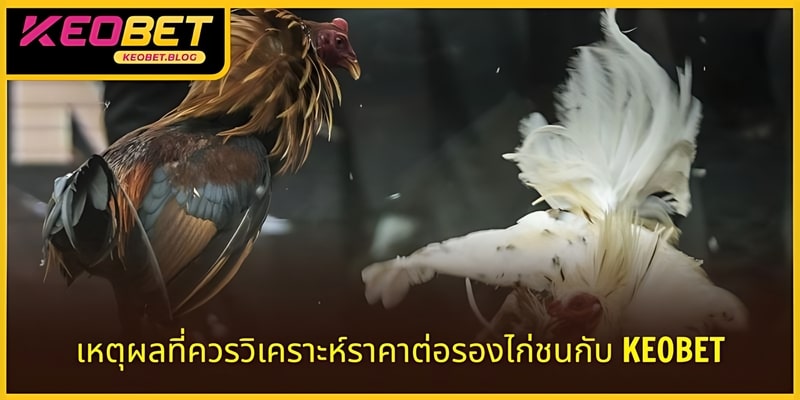 ผู้เล่นสามารถวางเดิมพันด้วยอัตราต่อรองที่คุ้มค่าและมีโอกาสชนะง่าย