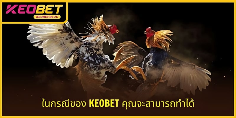 ใช้เคล็ดลับการวิเคราะห์การชนไก่ KEOBET เพื่อคว้าชัยได้อย่างง่ายดาย