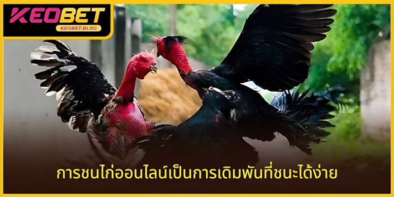 ไก่ชนออนไลน์คือการเดิมพันที่ชนะได้ง่าย