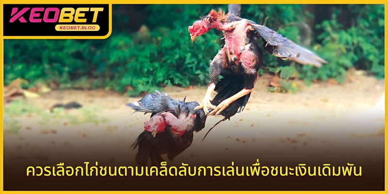 ต้องเลือกไก่ชนที่ใช้เคล็ดลับการเล่นไก่ชนได้เงินจริง
