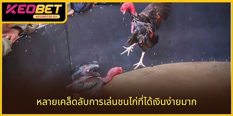 เคเคล็ดลับการเล่นไก่ชนได้เงินไก่ชนได้เงินจริงทำง่าย