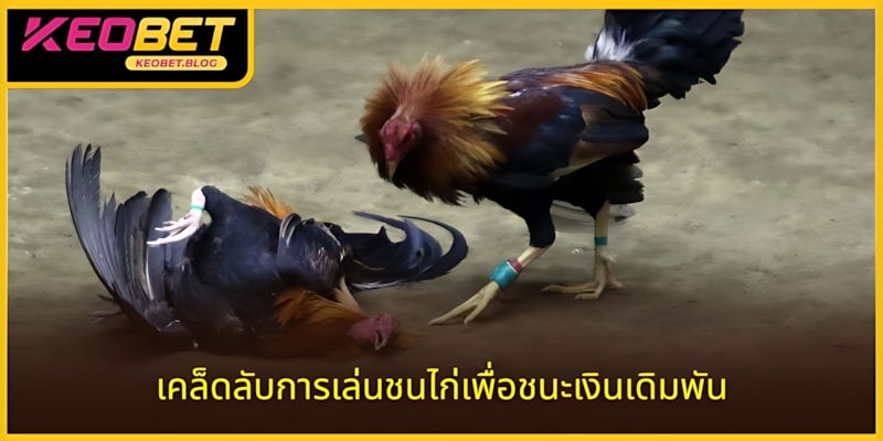 เคล็ดลับการเล่นไก่ชนได้เงินจริงอย่างชาญฉลาดที่ KEOBET 2025 ล่าสุด